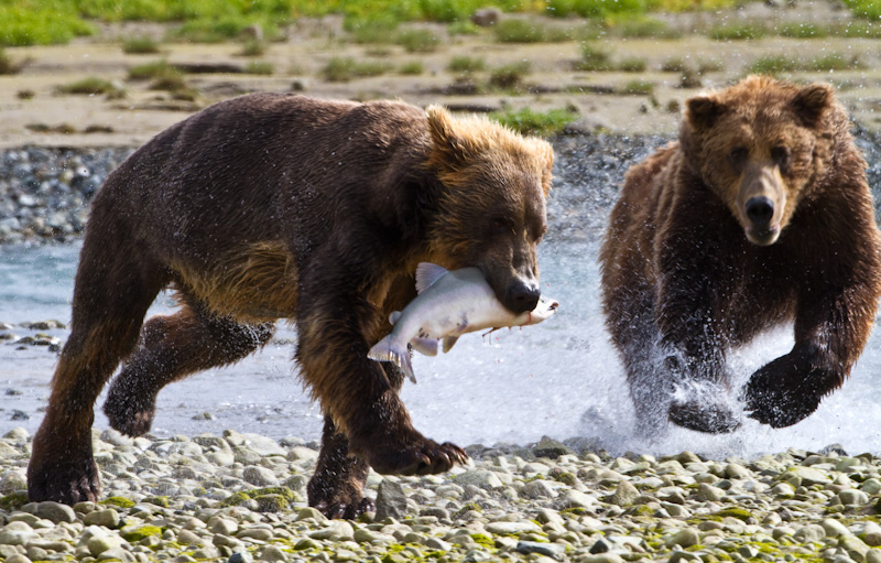 Grizzly Bears Fighting Over Salmon